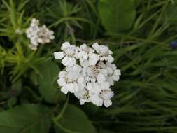 Image of Achillea biserrata M. Bieb.