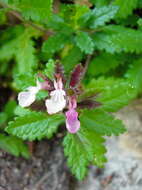 Image de Germandrée petit-chêne