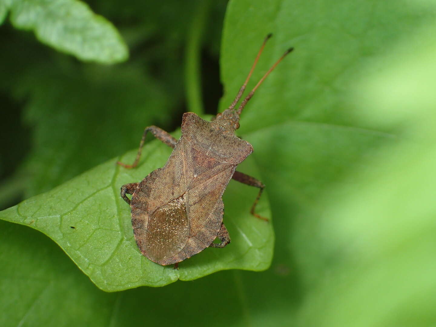 Image of Coreus