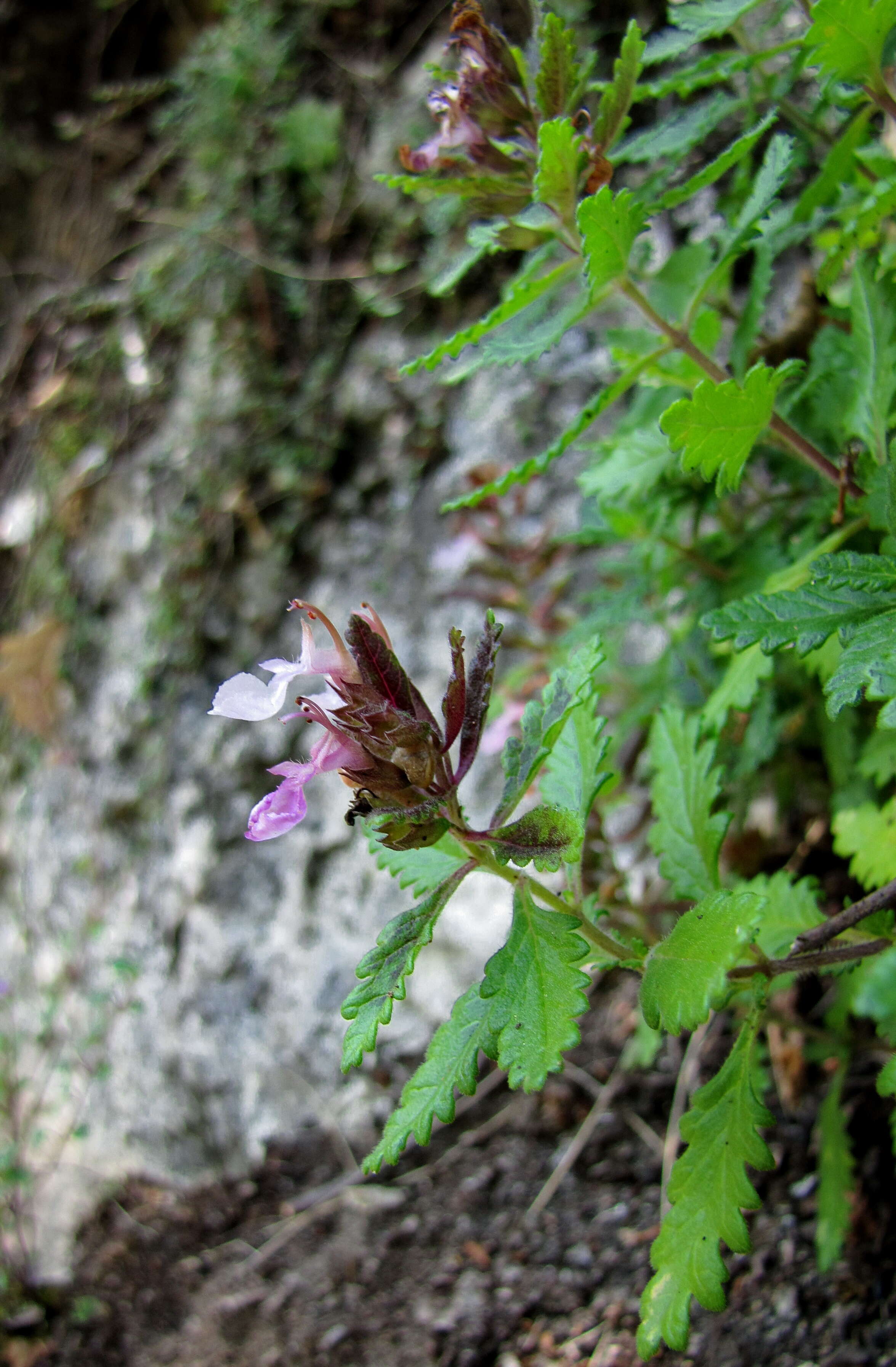 Image de Germandrée petit-chêne