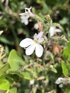 Imagem de Lobelia pubescens Aiton