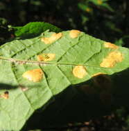 Image of Bird cherry dotty