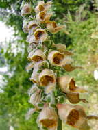 Слика од Digitalis ferruginea L.