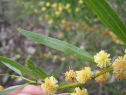 Image of Acacia verniciflua A. Cunn.
