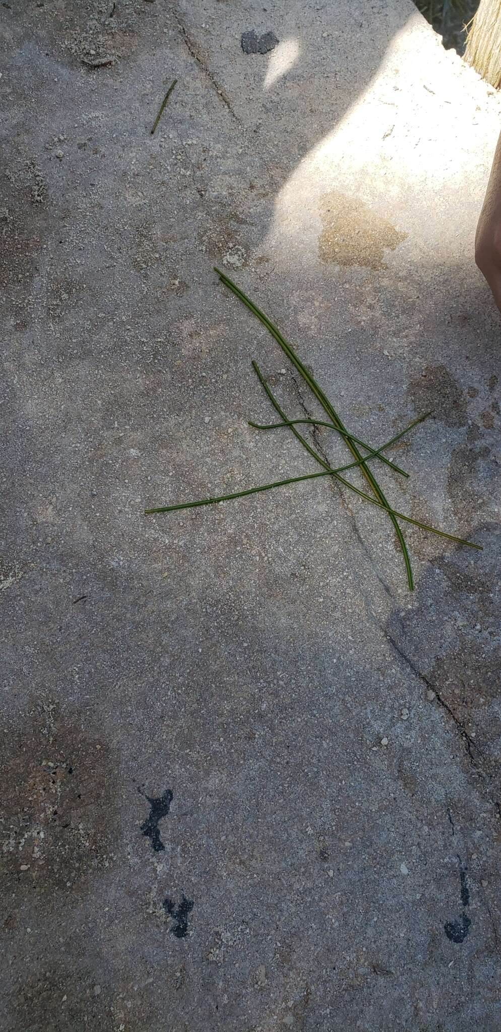 Image of Manatee Grass