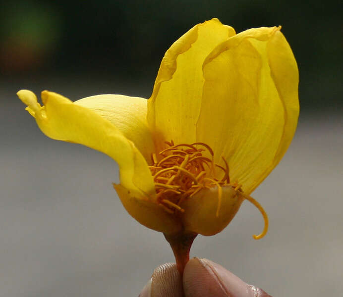 Image of silk-cotton tree