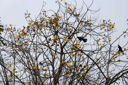 Cochlospermum religiosum (L.) Alston resmi