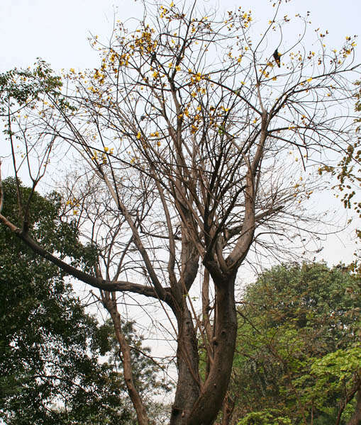 Image of silk-cotton tree