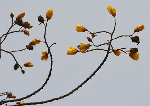 Imagem de Cochlospermum religiosum (L.) Alston