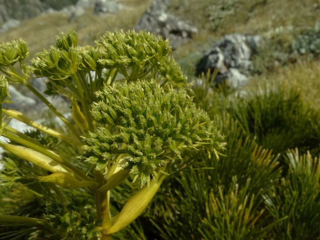 Image of Aciphylla multisecta Cheeseman