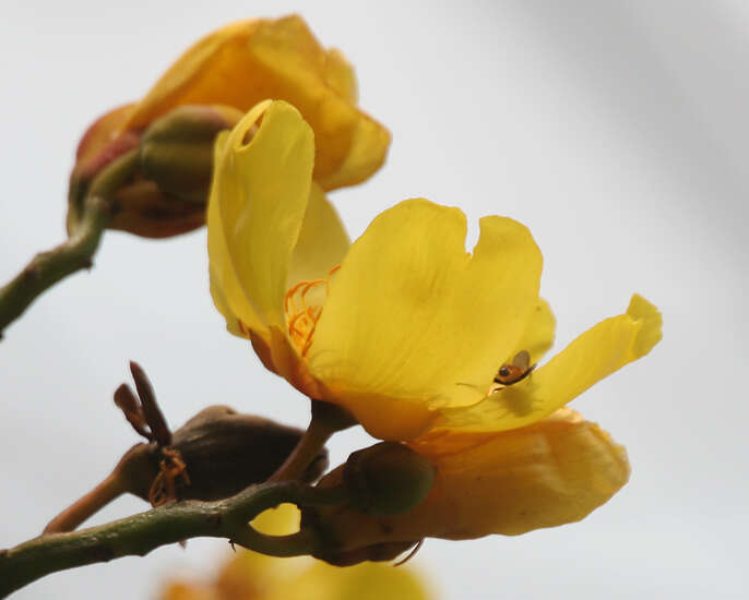 Image of silk-cotton tree