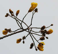 Image of silk-cotton tree