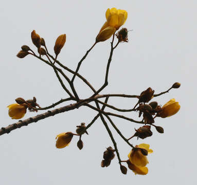 Imagem de Cochlospermum religiosum (L.) Alston