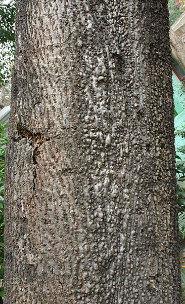 Image of silk-cotton tree