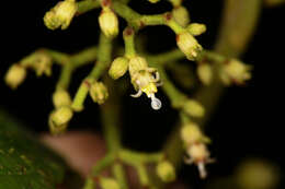 Image de Miconia albertobrenesii Gamba & Almeda