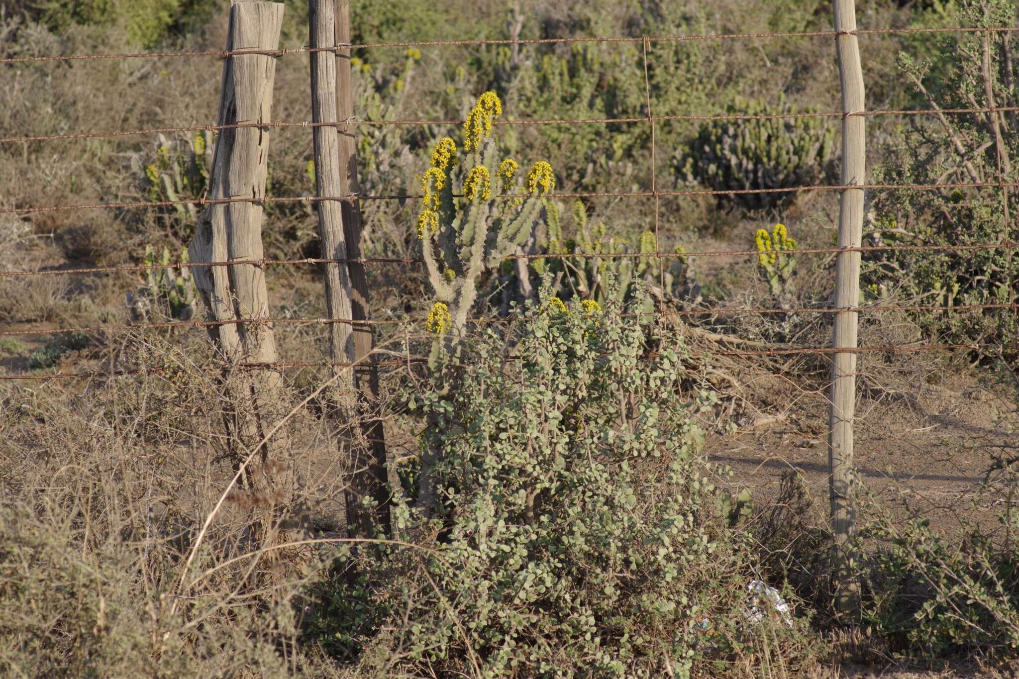 Euphorbia caerulescens Haw. resmi