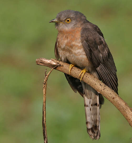 Image of Common Hawk Cuckoo