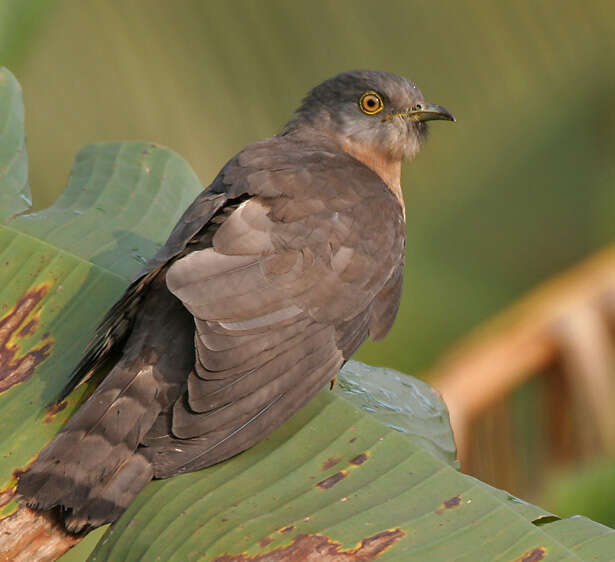 Image of Common Hawk Cuckoo