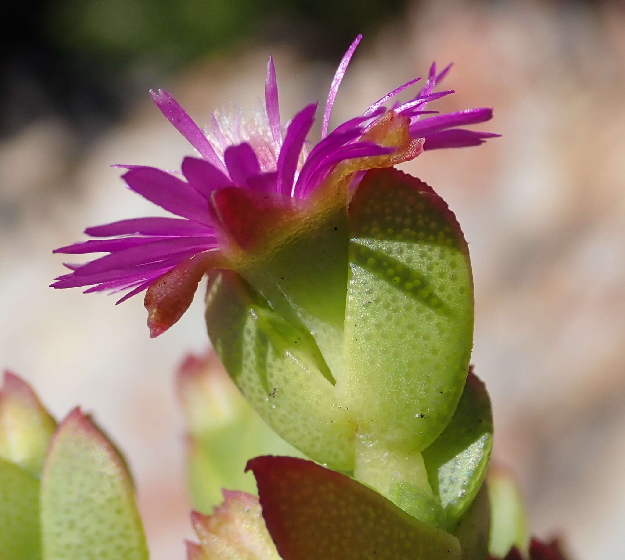 Imagem de Ruschia cymbifolia (Haw.) L. Bol.