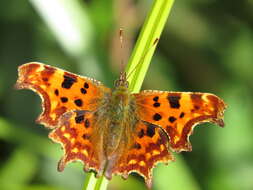 Image of Comma