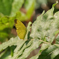 Image of Eurema blanda (Boisduval 1836)