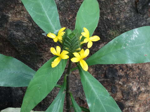 Image of Barleria oenotheroides Dum.-Cours.