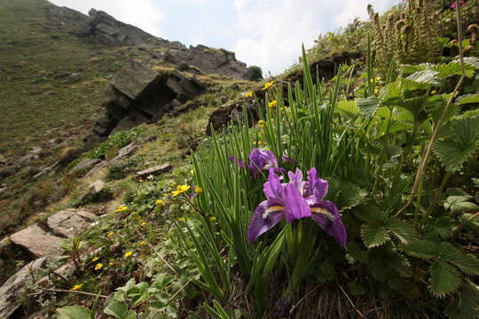 Image of Iris kemaonensis Wall. ex D. Don