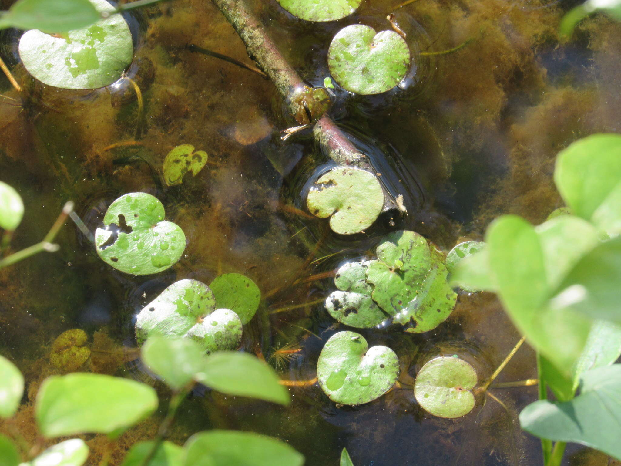 Image de Limnobium spongia (Bosc) Steud.