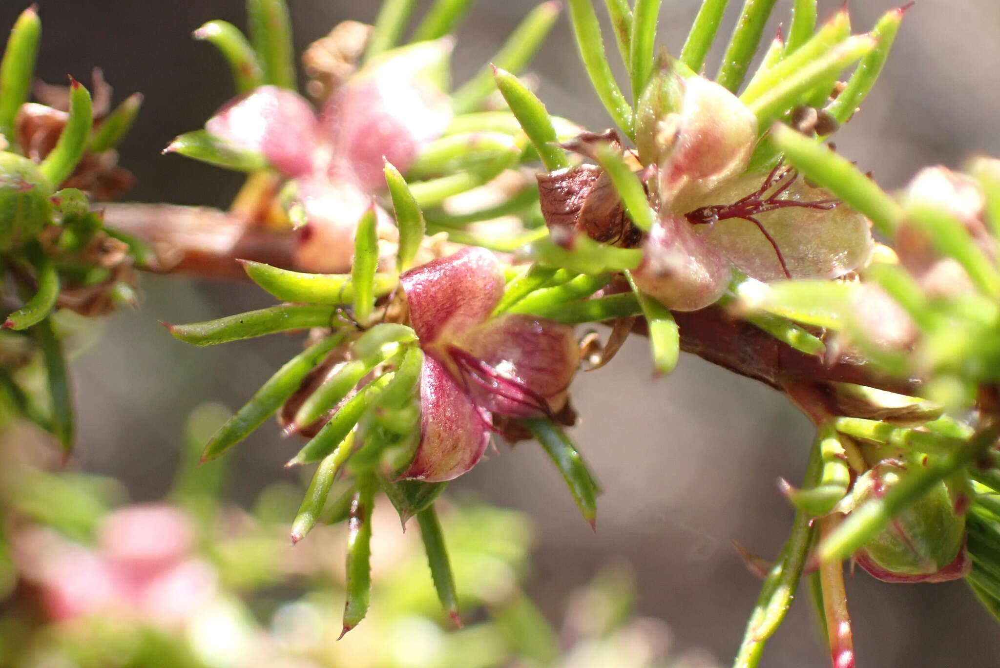 Imagem de Cliffortia filifolia L. fil.