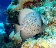 Image of Angelfish