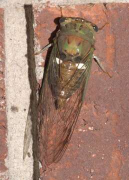 Image de Neotibicen pruinosus fulvus (Beamer 1924)