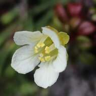 Image of diapensia