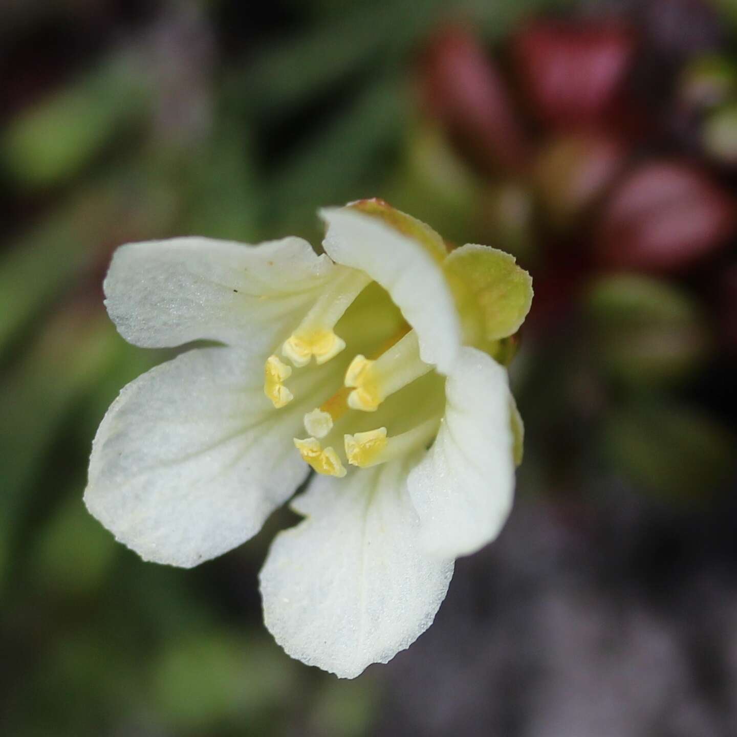 Image of diapensia