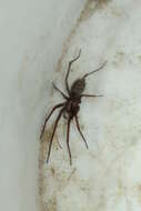 Image of Giant House Spider