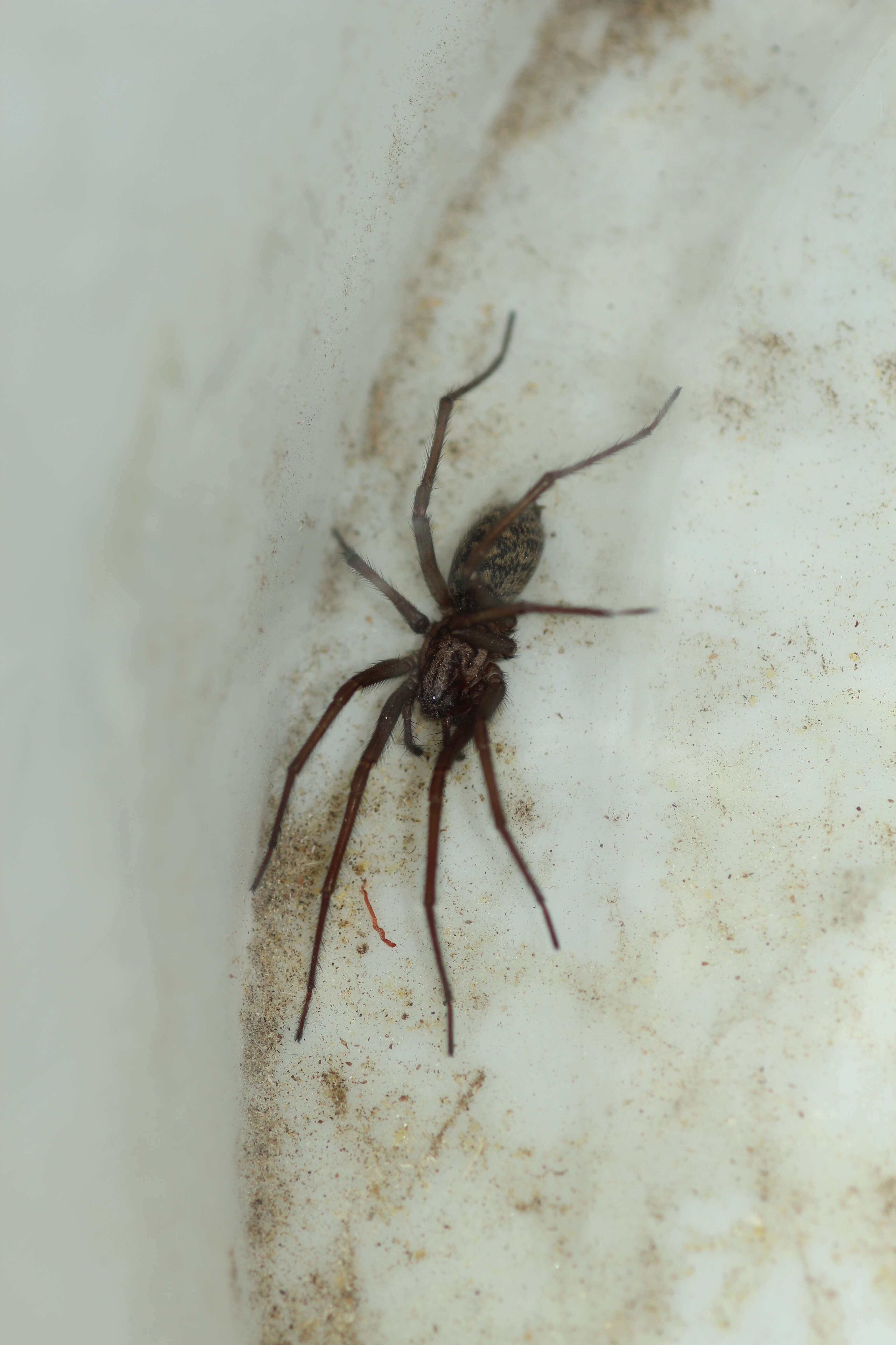 Image of Giant House Spider