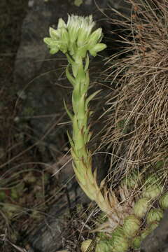 Imagem de Sempervivum globiferum subsp. allionii (Jord. & Fourr) H.