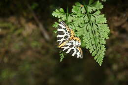 Plancia ëd Gandaritis whitelyi (Butler 1878)