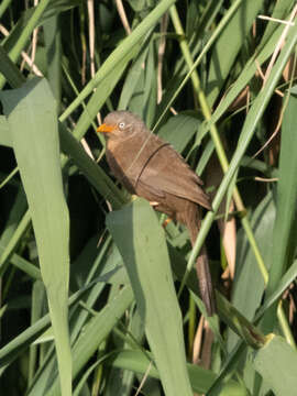 Image of Orange-billed Babbler