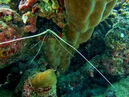 Image of Stripe-leg spiny lobster