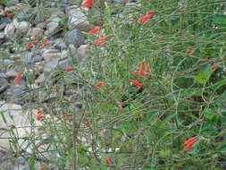 Salvia tubiflora Sm. resmi