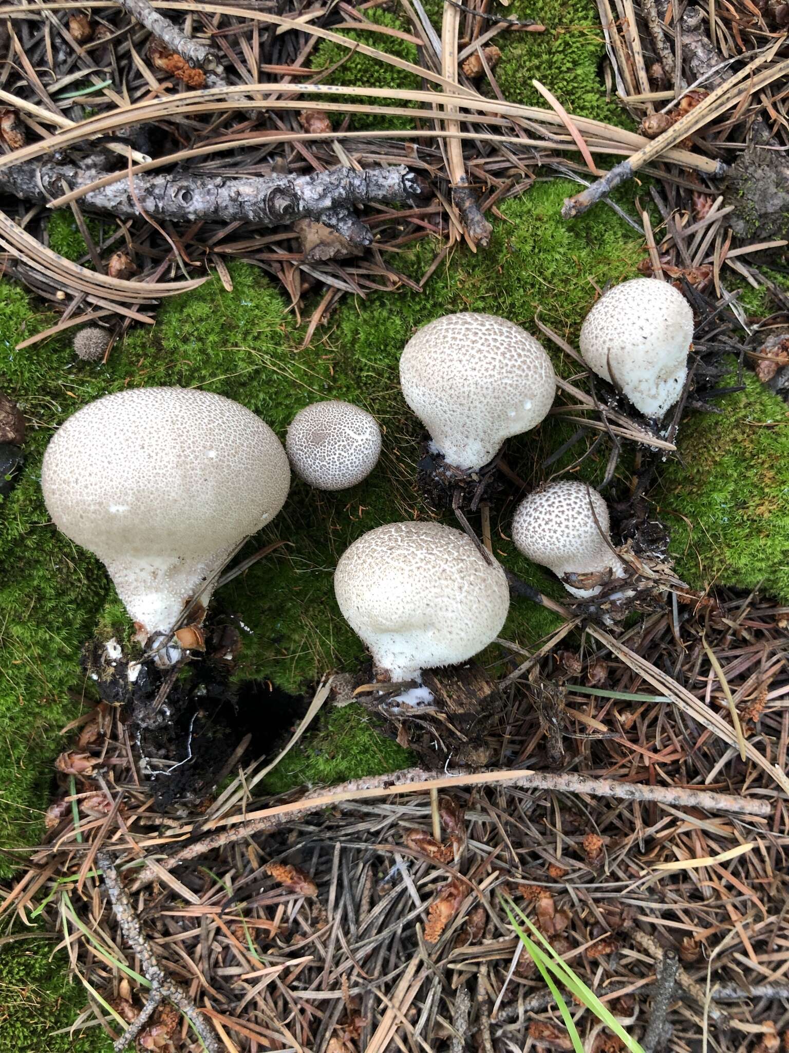 Image de Lycoperdon subumbrinum Jeppson & E. Larss. 2012