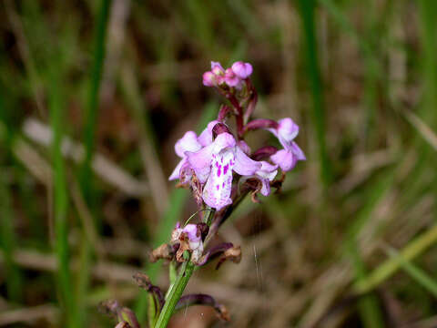 Imagem de Cynorkis graminea (Thouars) Schltr.