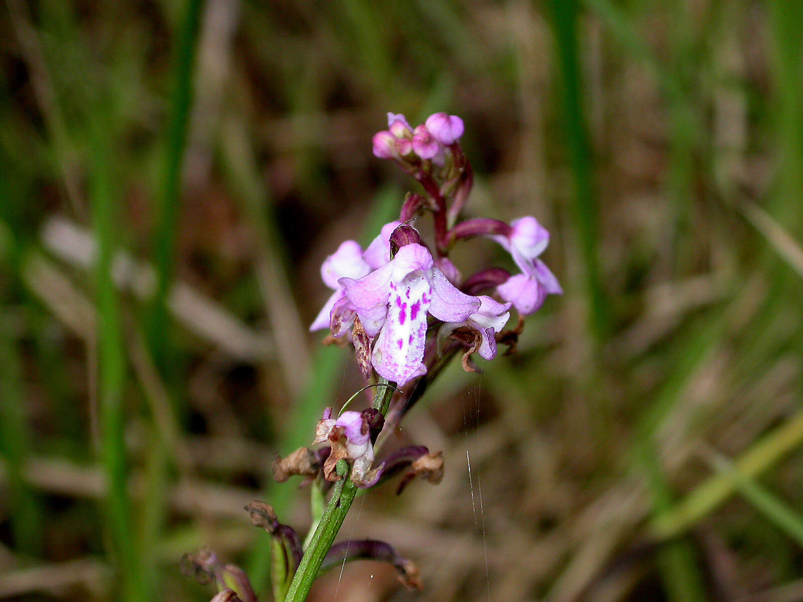 Imagem de Cynorkis graminea (Thouars) Schltr.