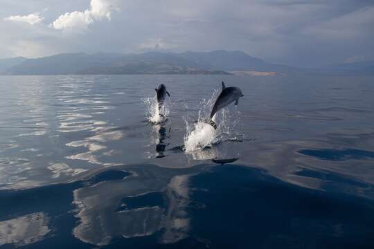 Image of Blue-white Dolphin