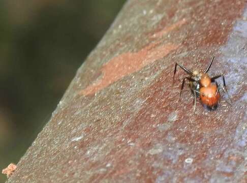 Слика од Camponotus nicobarensis Mayr 1865