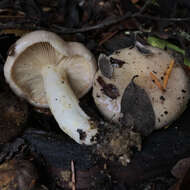 Слика од Lactarius californiensis Hesler & A. H. Sm. 1979