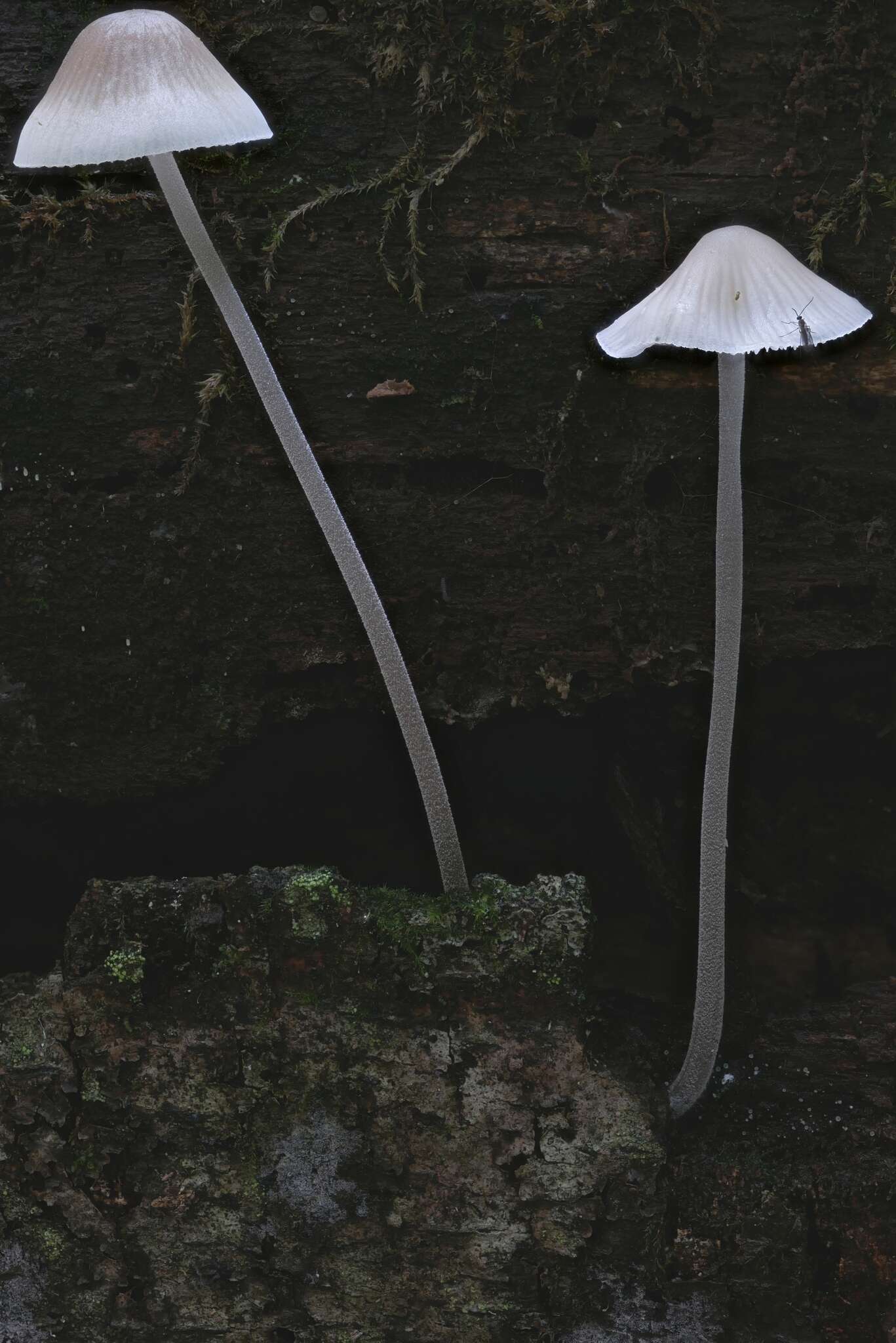 Image of Mycena subcaerulea Sacc. 1887