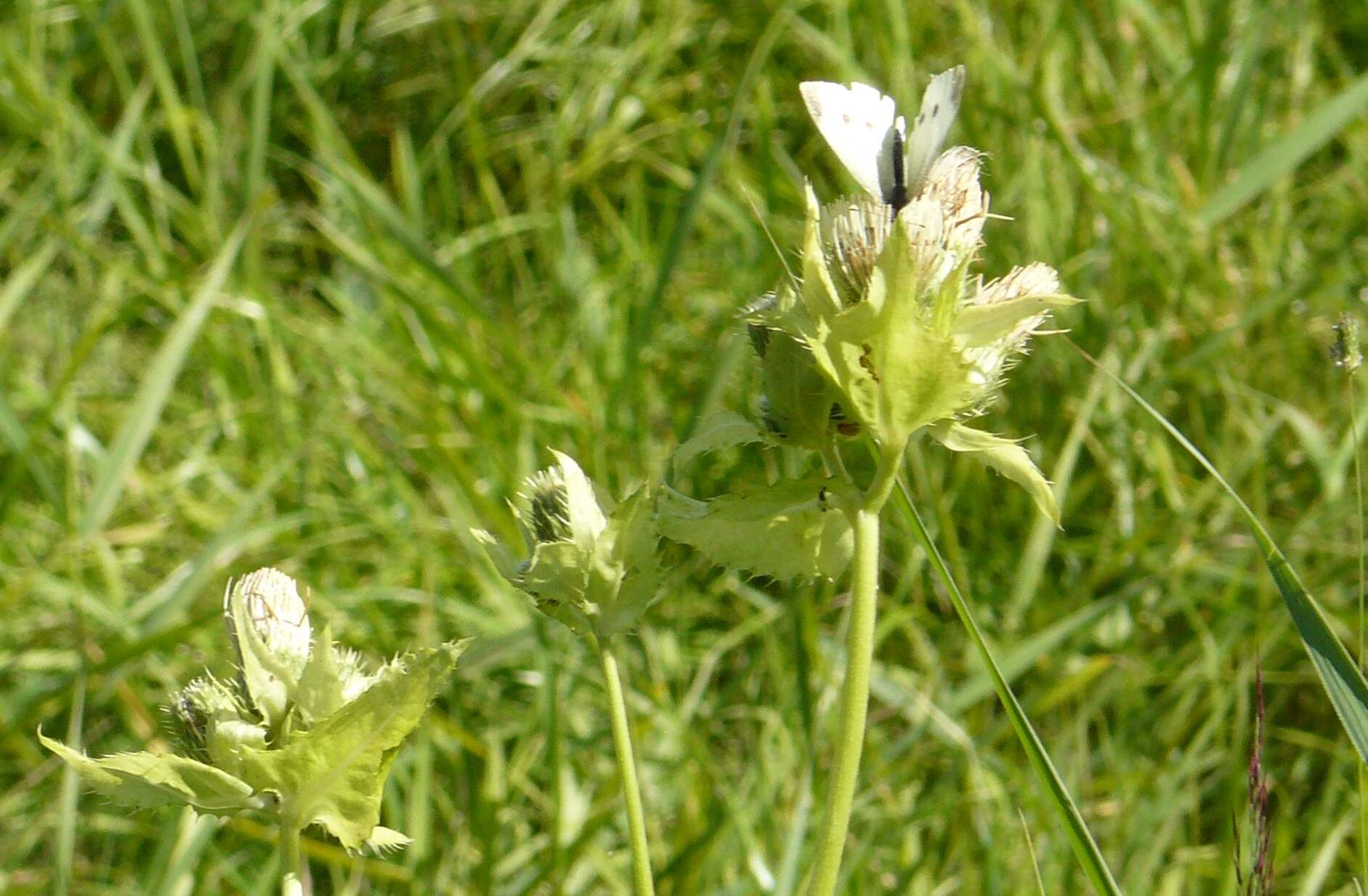 Image of Cabbage Thistle