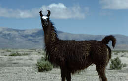 Image of llama