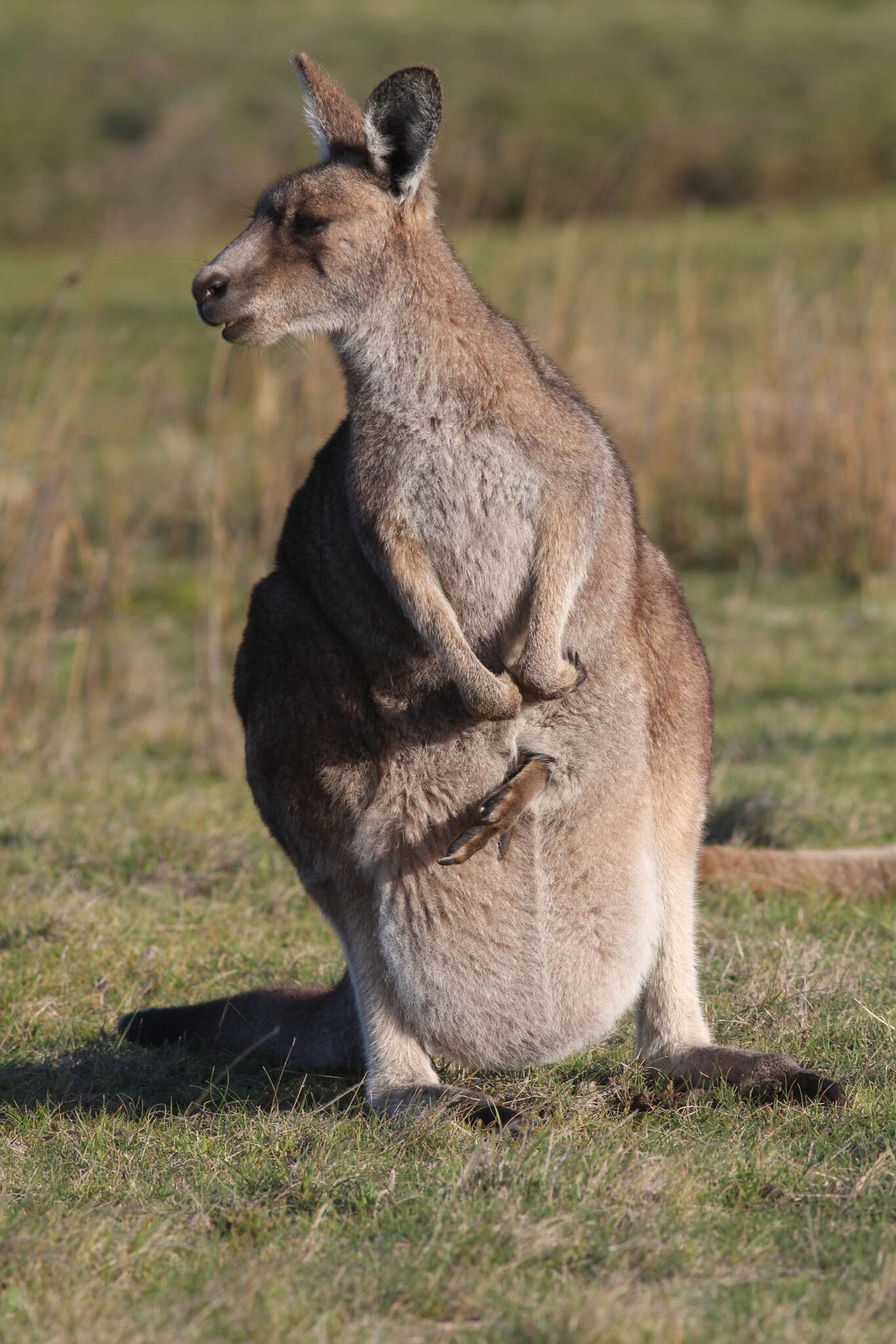 Image of Tasmanian forester kangaroo